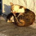 Mykonos Katzen (169)